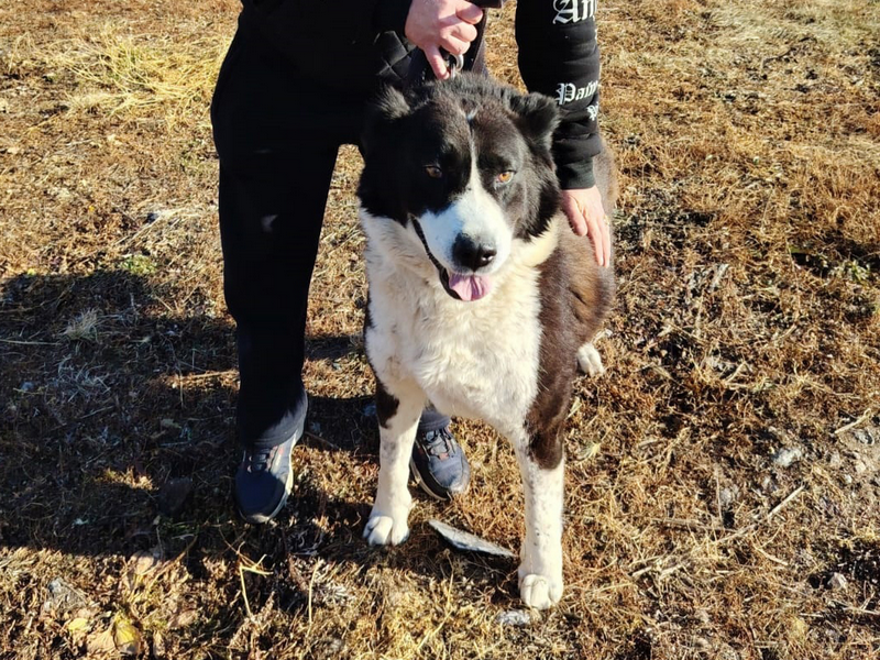 Берта из муниципального приюта нашла новую семью.