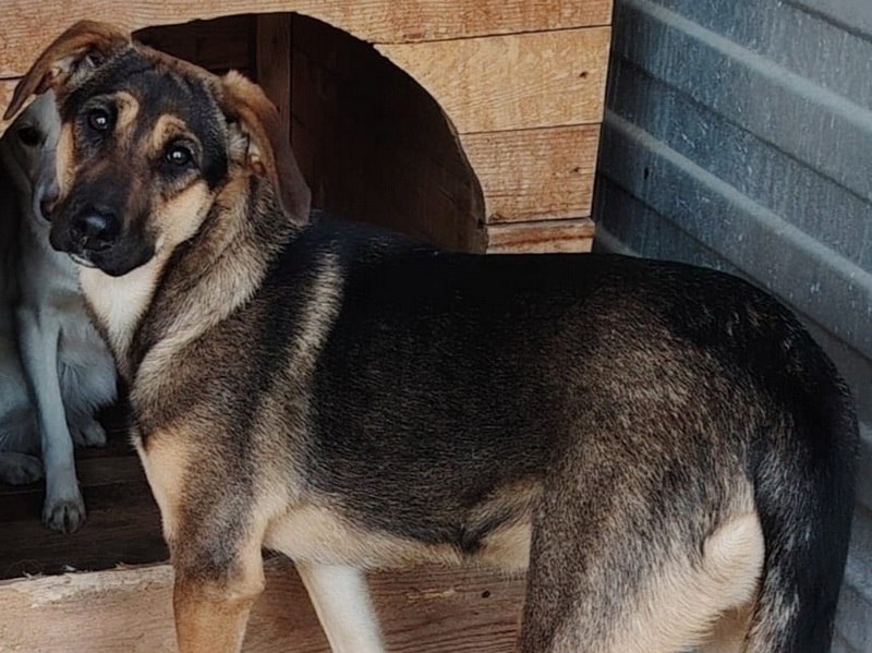 Молодая дворняжка по кличке Феня, играющая в ладушки, теперь живет в новой семье.