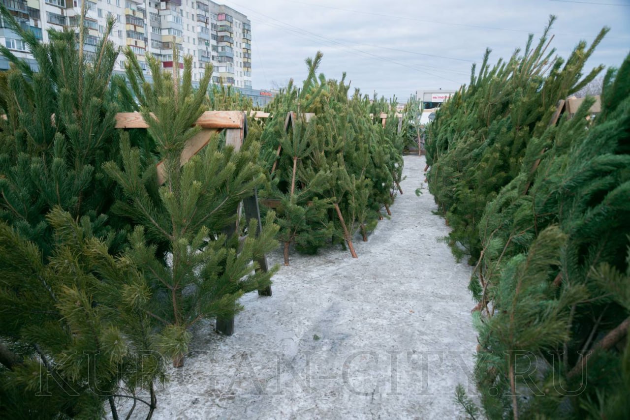 С 15 декабря стартует предпраздничная торговля новогодними елками.
