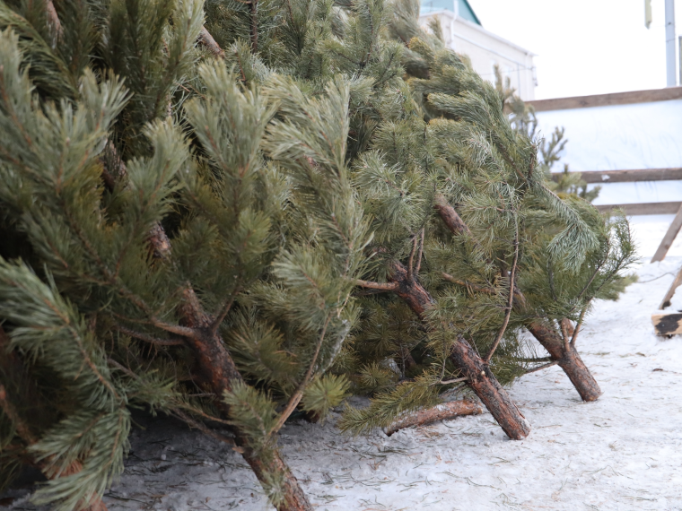 Как правильно утилизировать ёлки.