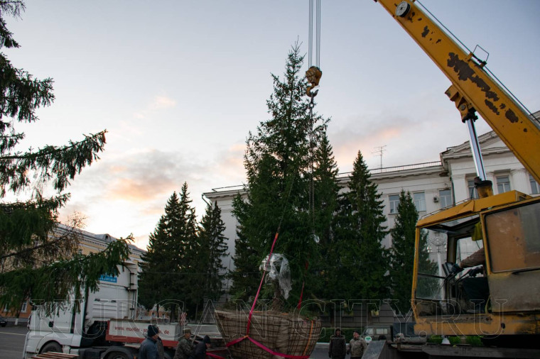 На центральной площади Кургана высадили ель высотой более 7,5 метров.