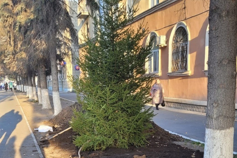На улицах Кургана высаживают деревья-крупномеры.