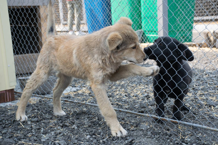 Муниципальный приют готов принять собак и кошек с пострадавших от пожаров территорий.
