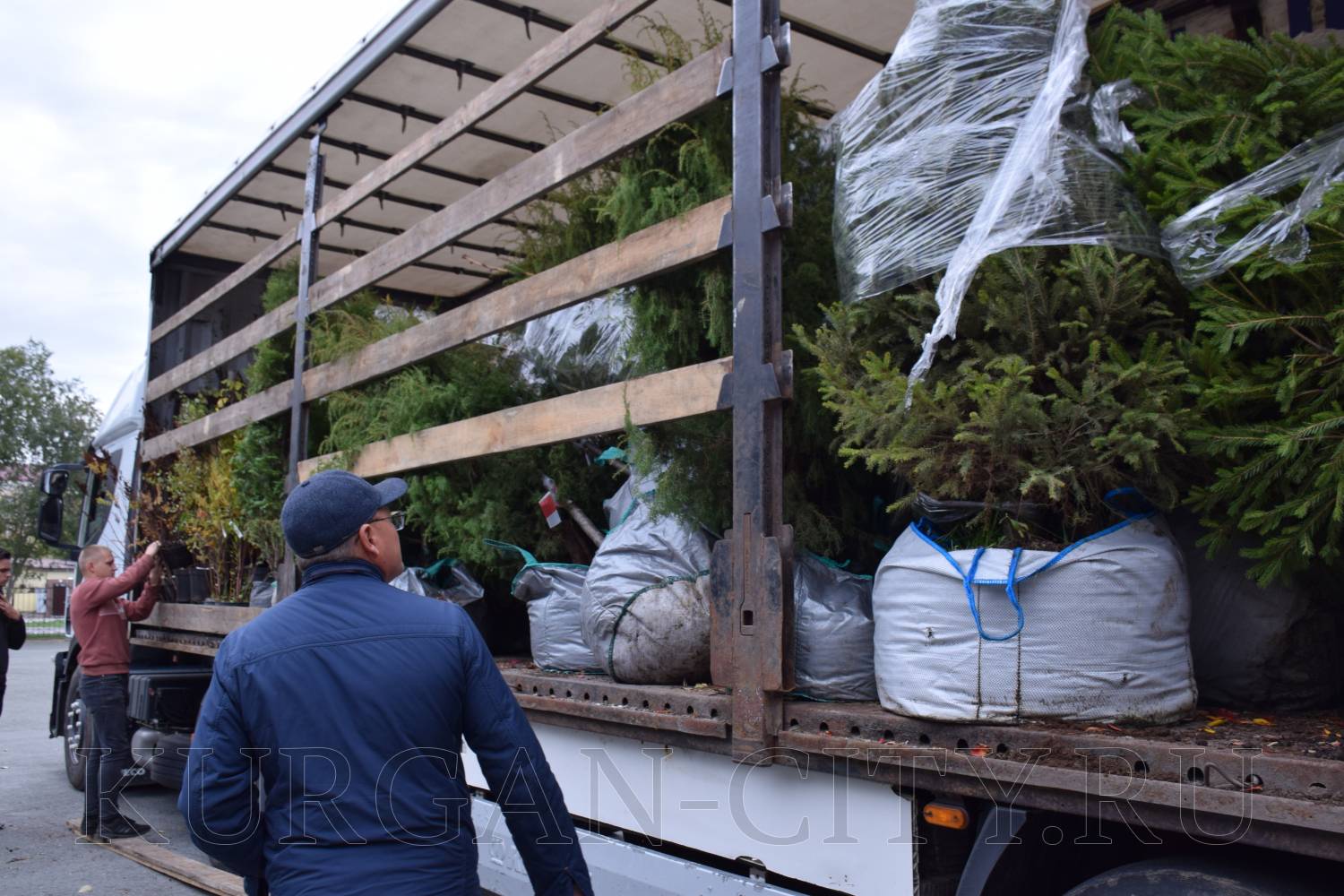 В Курган доставили 1400 экземпляров деревьев и кустарников для озеленения Городского сада.